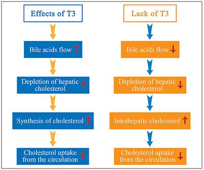 A Renewed Focus on the Association Between Thyroid Hormones and Lipid Metabolism